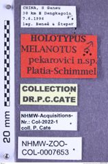Etikette zu Melanotus pekarovici (Platia & Schimmel, 2001) (NHMW-ZOO-COL-0007653)